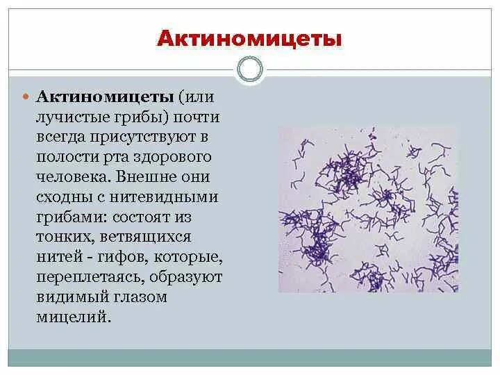 Актиномицеты в микроскопе. Нитчатые бактерии — актиномицеты. Лучистые грибы актиномицеты. Актиномицеты изриелии. Актино