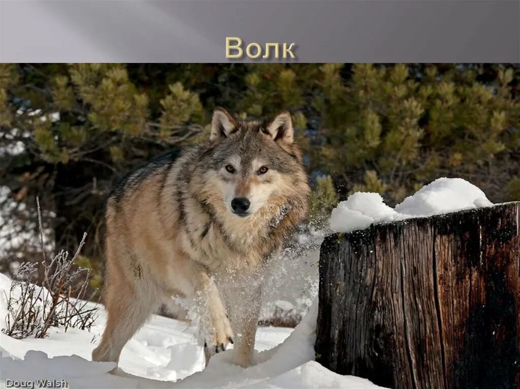 дикий волк на пастбище. благородный волк. волк 38 лет. волки кольского полуострова. волчонок подмосковья.