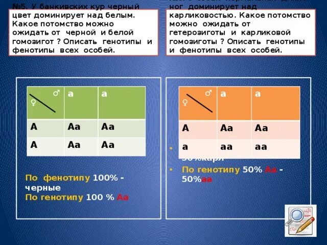 Какой фенотип и генотип можно ожидать у потомства. Чёрная окраска у мышей доминирует над белой. Генотипы и фенотиаы белого и чёрного. Задачи на генотип.