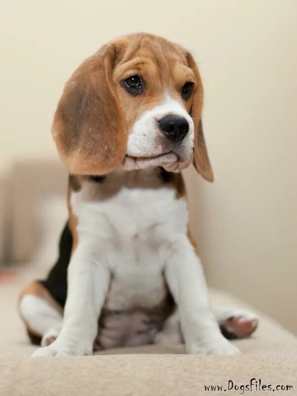 щенки породы бигль триколор. бигль на руках. бигль в добрые руки. щенки бигля. бигль в добрые руки.