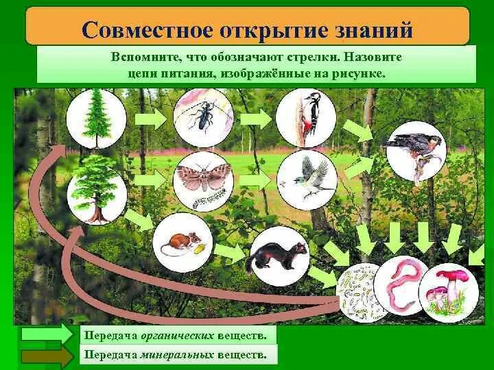 Составить схему природного сообщества. Цепи питания экосистемы леса. Экологические связи леса. Лес -экологическая система. Пищевая цепь экосистемы леса.