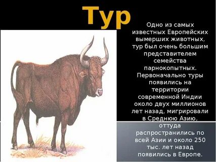 Что такое тур лесной бык