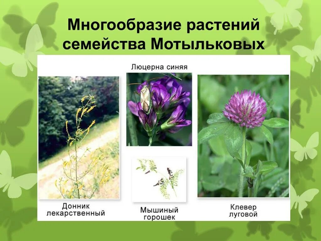 Многообразие семейств. Дикорастущие Мотыльковые растения. Мотыльковые бобовые дикорастущие. Цветок мотыльковых растений. Семейство Мотыльковые люцерна.