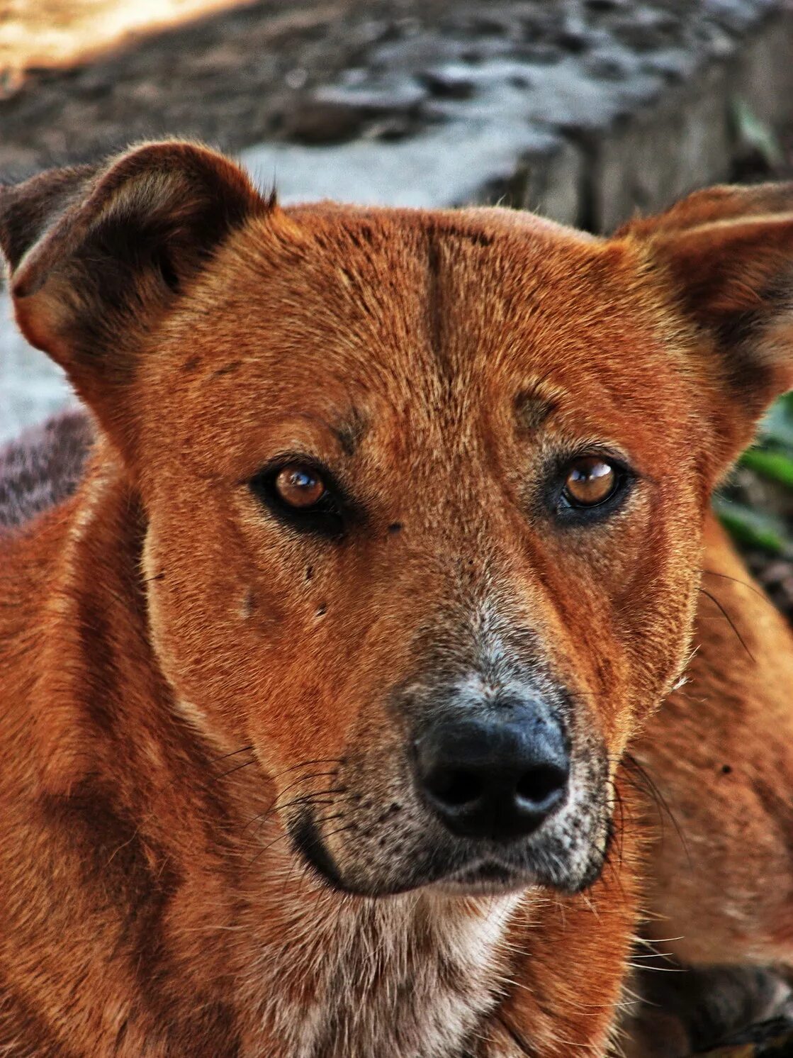 Рыжая дворняга. Рыжая собака дворняга. Собака дворняжка рыжая. Рыжий пес дворняга. Рыжий коричневый дворняги.