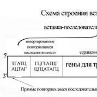 Вставки последовательности