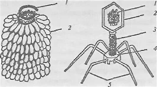 Строение вирусов растений. Вирус табачной мозаики и бактериофаг. Вирус табачной мозаики строение. Вирус табачной мозаики схема. Схема строения вируса табачной мозаики.