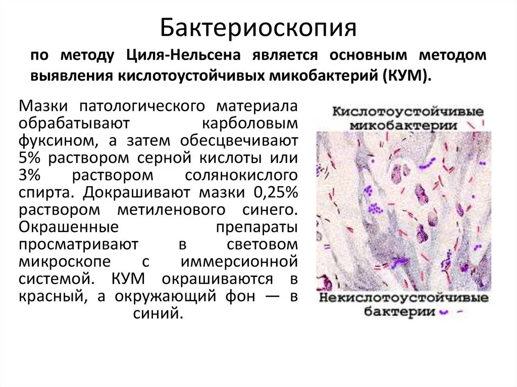 Кишечная палочка в моче причины лечение. Бактериоскопический метод исследования микрофлоры. Бактериоскопический метод e.coli. Бактериоскопия мазка туберкулез. Энтерогеморрагические кишечные палочки.