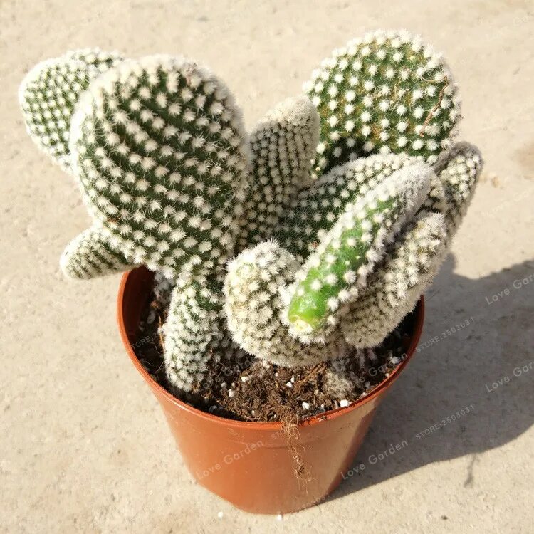 опунция кактус домашний. Happy cactus. защита кактус. тепловизионное реле защиты кактус. опунция фрагилис.