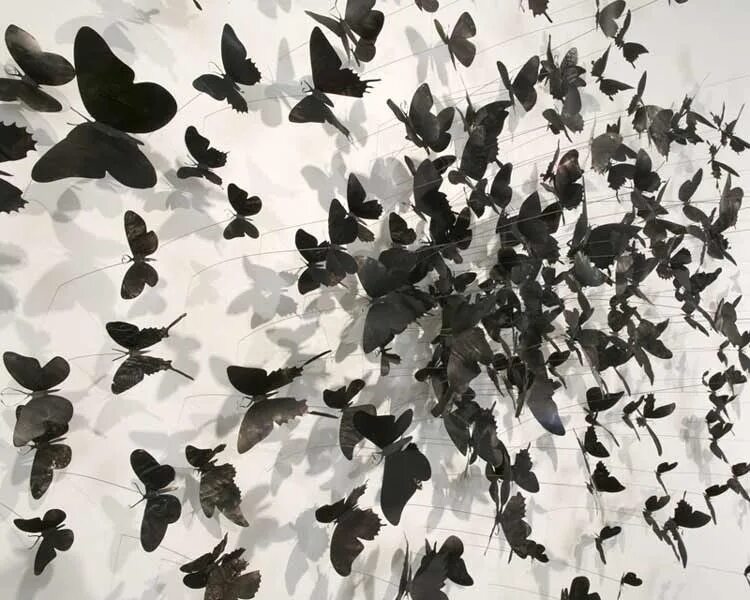 Сохранение темных бабочек в результате. Стая бабочек. Черные бабочки на стену. Стая бабочек на стене. Стайка бабочек.