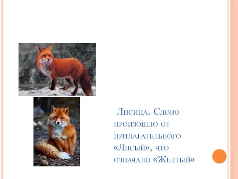 Разобрать слово лисица. Слово лиса. Лисица в прилагательном. Лисицы что обозначает это слово. Лиса прилагательное от слова лиса.