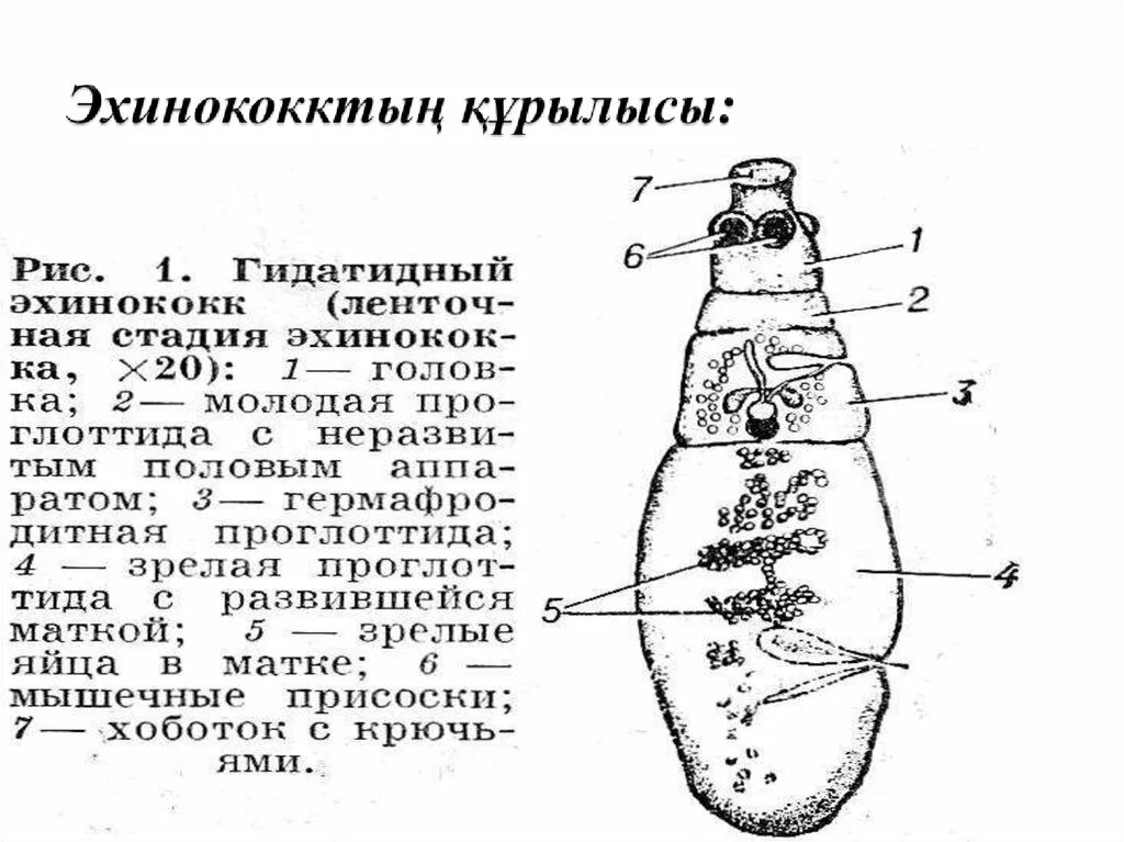 Какой цифрой на рисунке обозначена яйцо эхинококка. Эхинококк возбудитель эхинококкоза. эхинококк строение. возбудитель эхинококка.