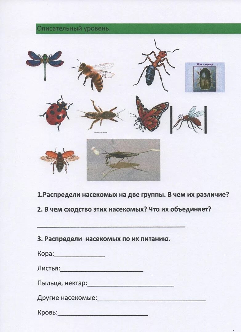 Ознакомление с окружающим миром тема насекомые. Насекомые задания 1 класс. Насекомые окружающий мир. Задания по окружающему миру насекомые. Окружающий мир насекомые задания.