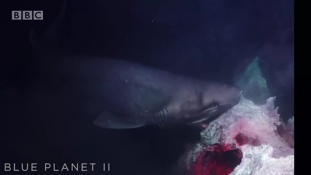 Индианаполис крейсер крушение. Касатка кит убийца. Самая большая акула людоед. Акула касатка мегалодон. Акула упала.