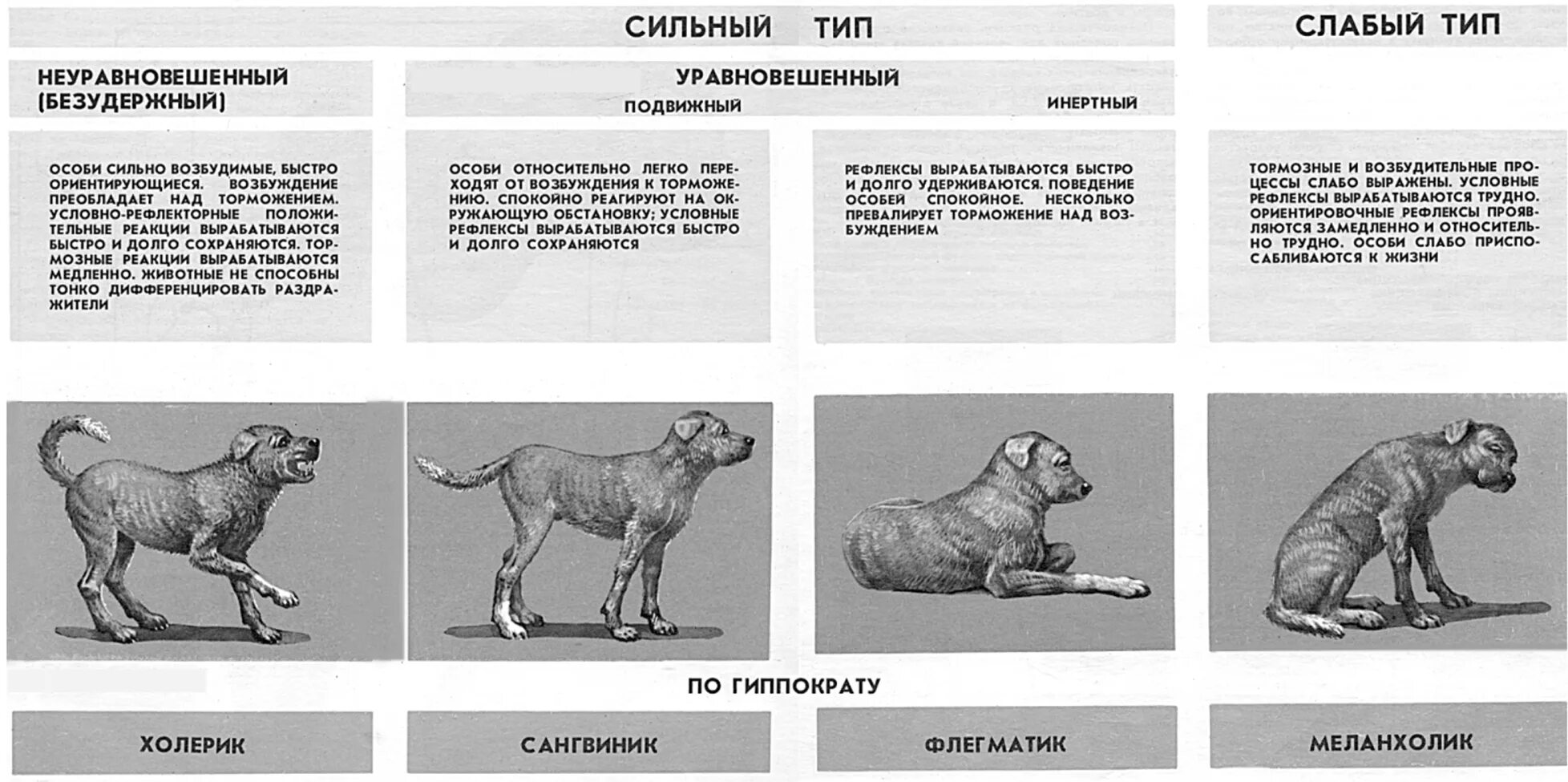 Тест на знание собак. Типы ВНД собак. Типы высшей нервной деятельности у собак. Тип ВНД сангвиник у собак. Типы ВНД собак таблица по породам.