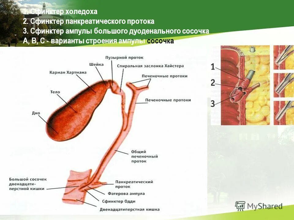 Желчный пузырь и протоки анатомия. Структура желчного пузыря и протоков. Топографических отделов общего желчного протока. Отделы желчного пузыря анатомия. Сколько сфинктеров