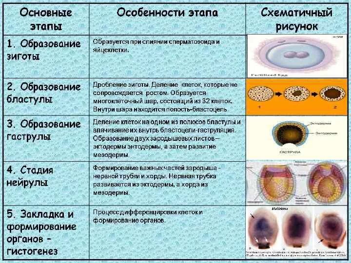 Эмбриогенез бластула. Эмбриональный этап онтогенеза таблица. 2 Период эмбрионального развития. Основные этапы развития эмбрионального развития. Основные этапы развития организмов