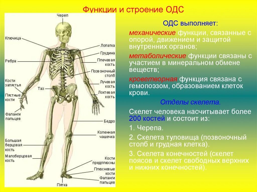Скелет человека имеет 4 отдела. Функции костной системы человека. Опорно двигательная система функции ОДС. Опорно двигательная система строение скелета. Функции и строение ОДС.
