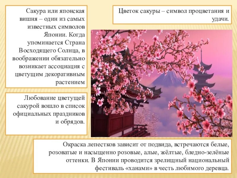 Праздник в японии 4 класс. Праздник цветения вишни Сакуры в Японии. Страна восходящего солнца, праздник Сакуры. Сакура символ Японии. Сообщение про сакуру в Японии.