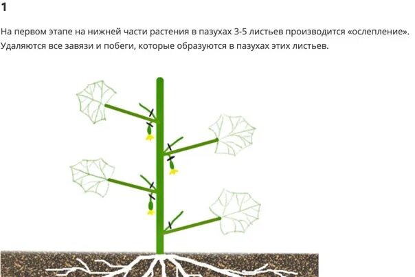 Обрезка листьев у огурцов в теплице схема. Ослепление нижних узлов у огурцов. ослепление огурцов в теплице схема. ослепление огурцов в открытом грунте схема. формирование огурцов в теплице.