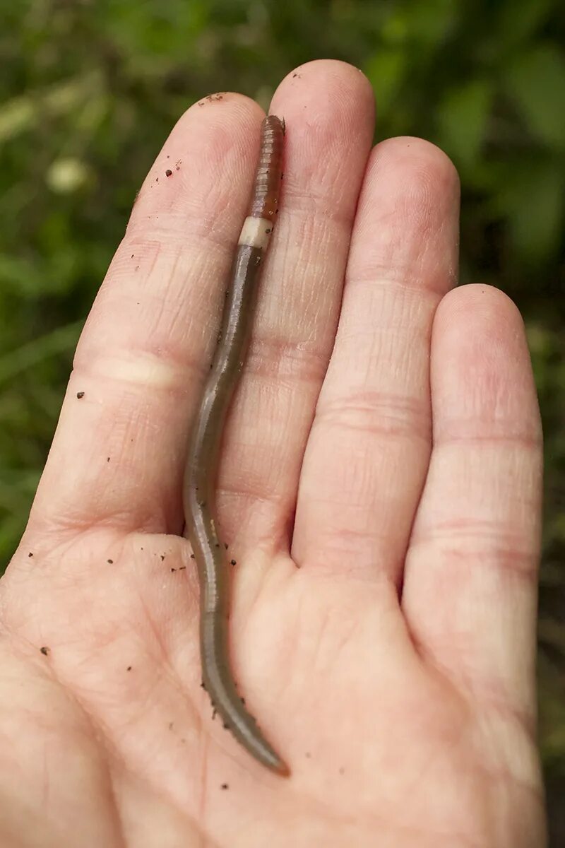 Мелкие черви. Красный червь (Lumbricus rubellus.