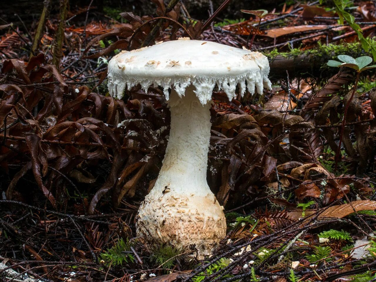 Amanita smithiana. Аманита гриб. аманита бнита. мухомор поганковидный. amanita longipes.