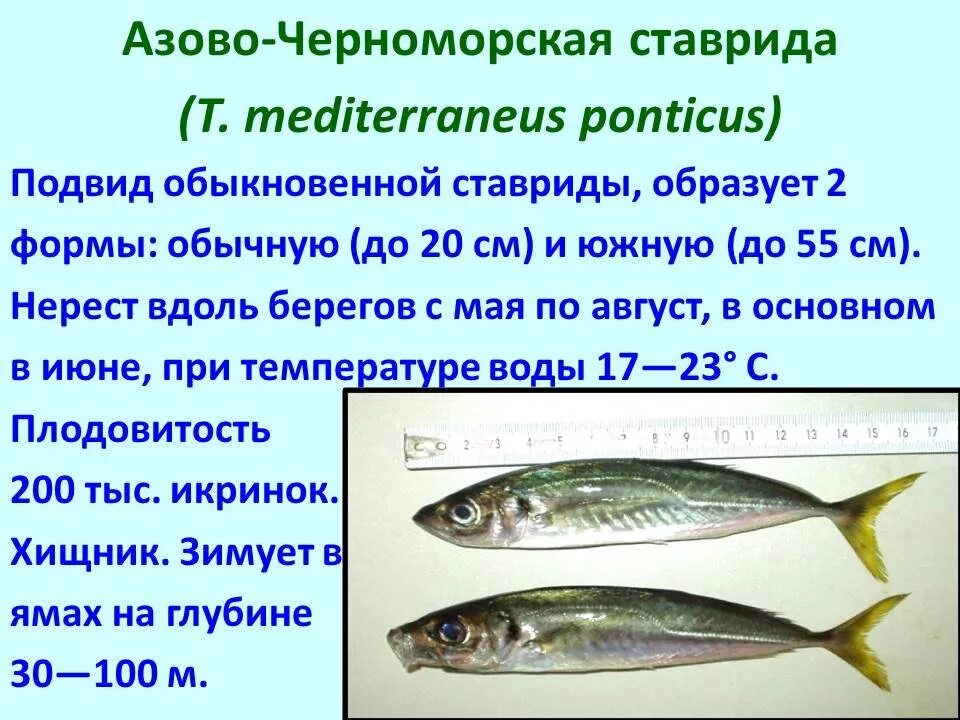 Промысловые рыбы 7 класс. Промысловые рыбы презентация. Промысловые рыбы таблица. Основные семейства промысловых рыб. Перечислите основные семейства промысловых рыб.