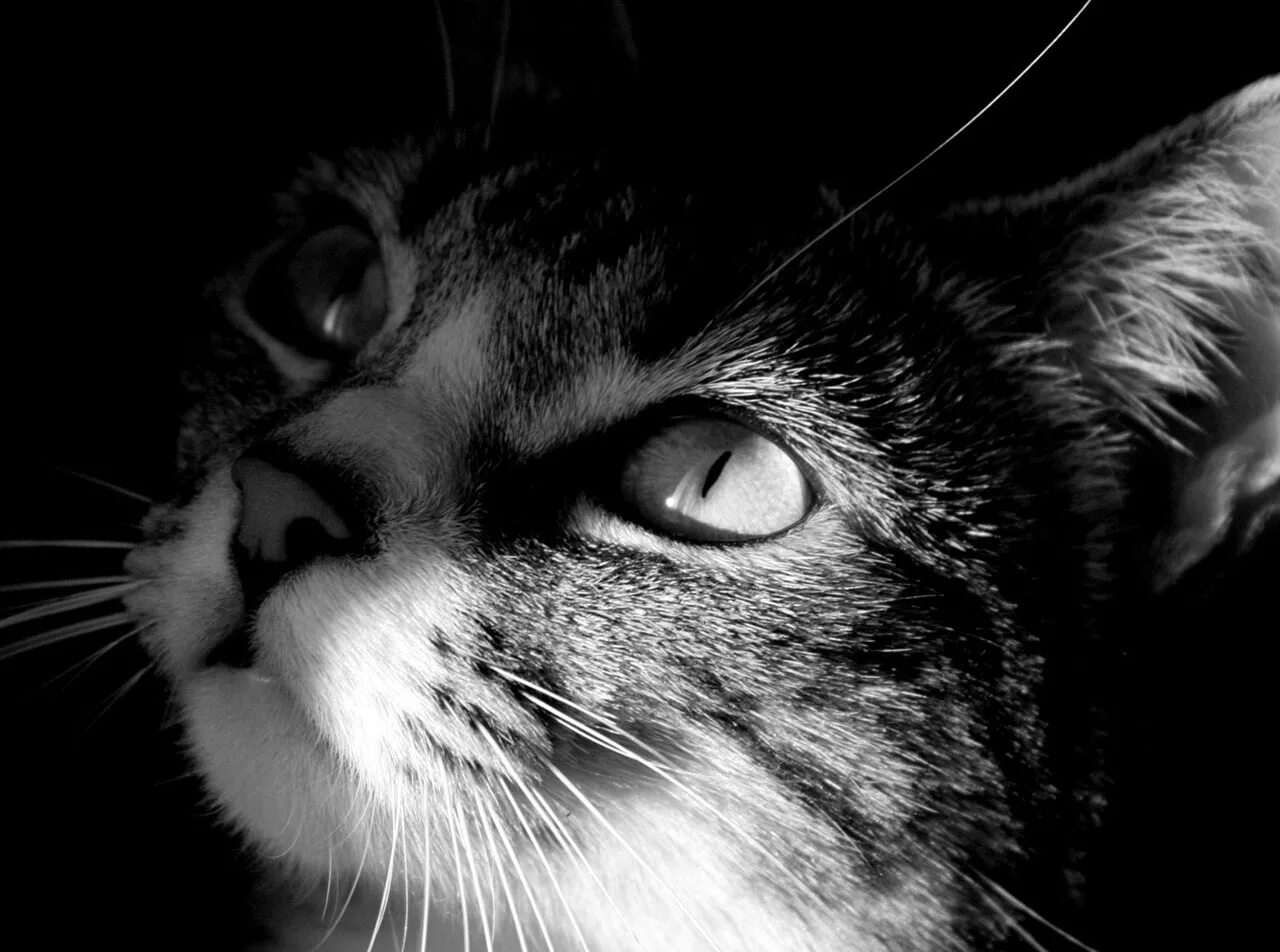 Лицо черного кота. Лицо черного кота