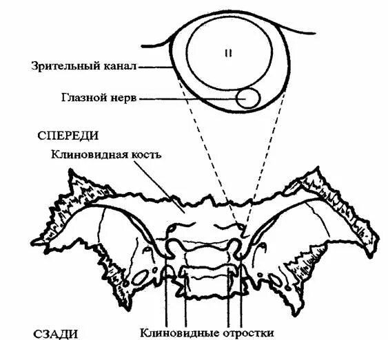 Глазная впадина 6. Глазная впадина 6. Глазная впадина 6. Зрительный нерв клиновидной кости. Глазная впадина 6.