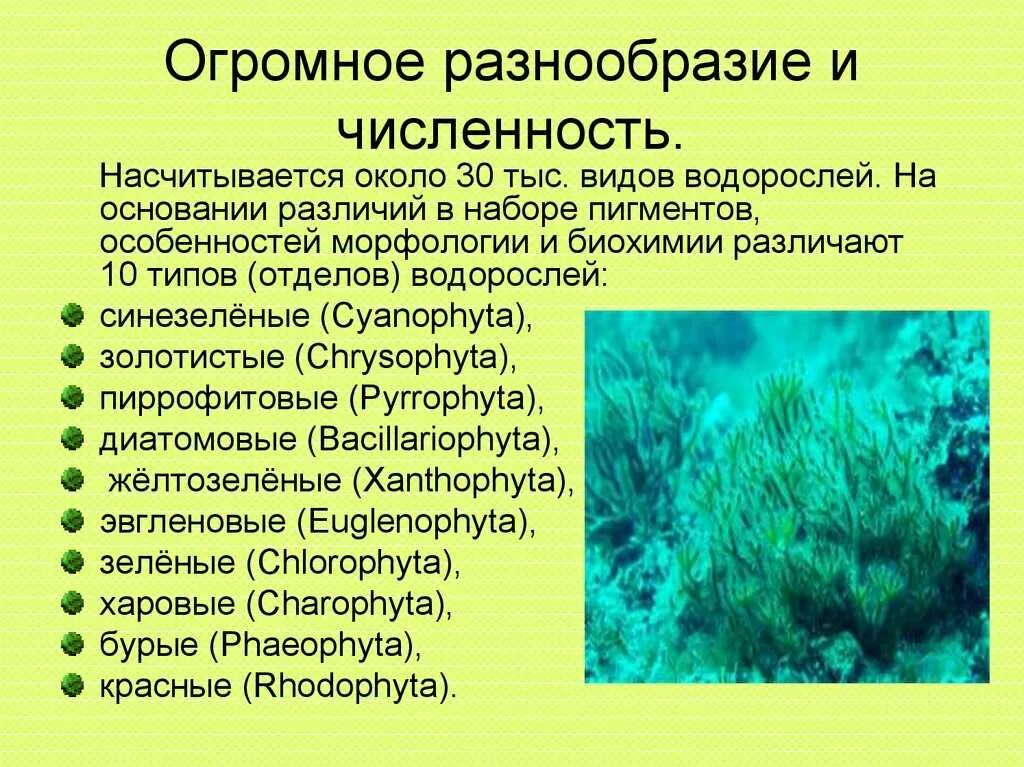 Сообщение водоросли кратко. Разнообразие водорослей. водоросли биология. доклад про водоросли. представители отдела водоросли.