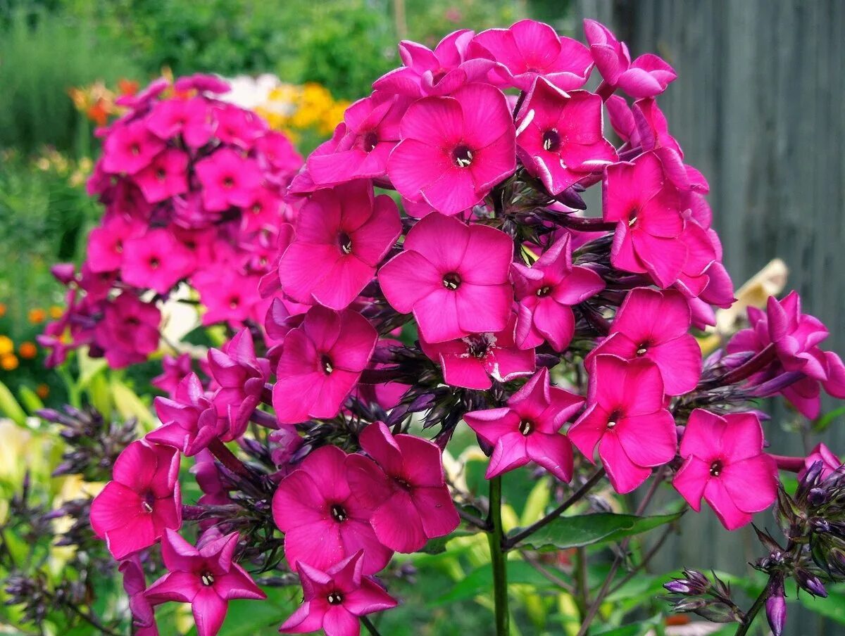 флокс метельчатый сирень сиреневая. флокс сесиль ханбери. флоксы метельчатые многолетние. 'флокс метельчатый "калиостро". флокс метельчатый посадка.