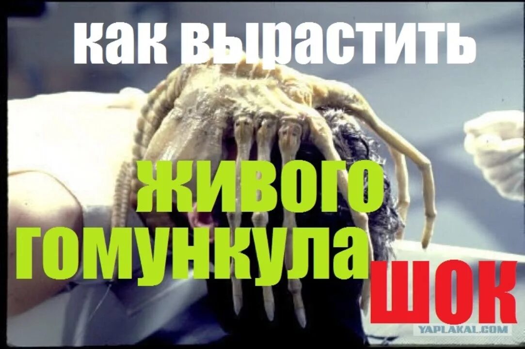 Гомункул как выглядит в реальной Plüschpuppe Transplantation Unmittelbar bevorstehend homunculus ei schmücken Des