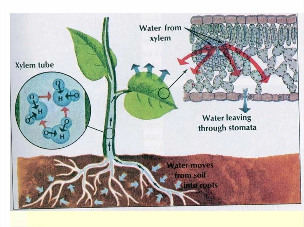 Вода поступает в корень через. Схема транспирации растений. Транспирация у растений. Поступление воды в растение схема. Механизмы поступления воды в растение.