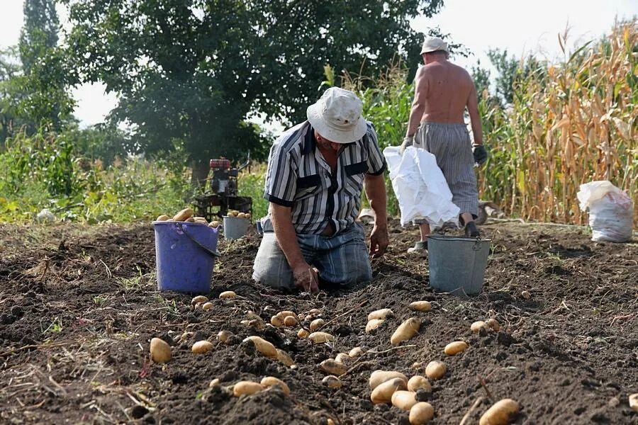 Время собирать картофель. Сбор урожая. Сбор урожая картофеля. Уборка урожая картофеля. Сбор урожая в огороде.