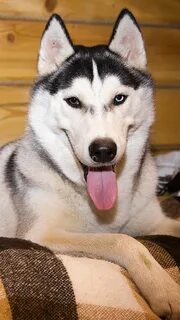 Husky 12000