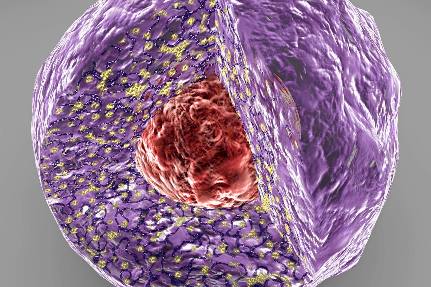 Ядрышко клетки 3д. Ядро клетки микрофотография. Одноядерные клетки. Многоядерные клетки биология. Клетки с гиперхромными ядрами