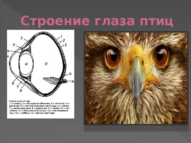 Строение глаза голубя. Строение птичьего глаза. Строение глаза кошки фото. Зрение птиц строение глаза. Строение глаза совы схема.