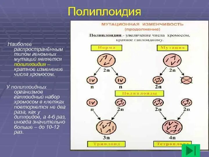 Метод биологии определение полиплоидного набора в клетках