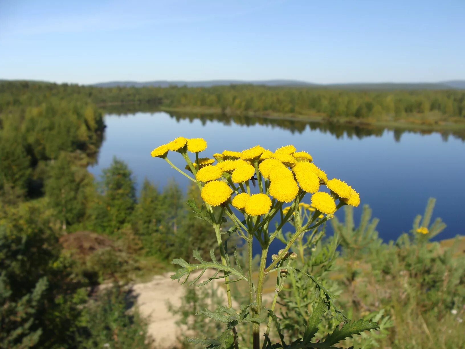 Пижма нижегородской обл. Пижма Уральская. Пижма Нижегородская область. Пижма Сибирская Иркутск. Заполярье пижма.