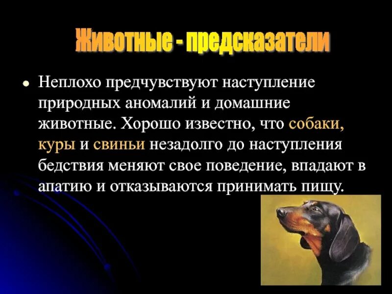 Какие животные предсказывают стихийные бедствия. Какие животные предсказывают стихийные бедствия. Животные при землетрясении. Как животные предсказывают стихийные бедствия. Какие животные предсказывают стихийные бедствия.