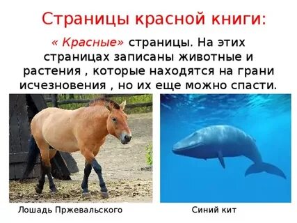 Сине красной книги