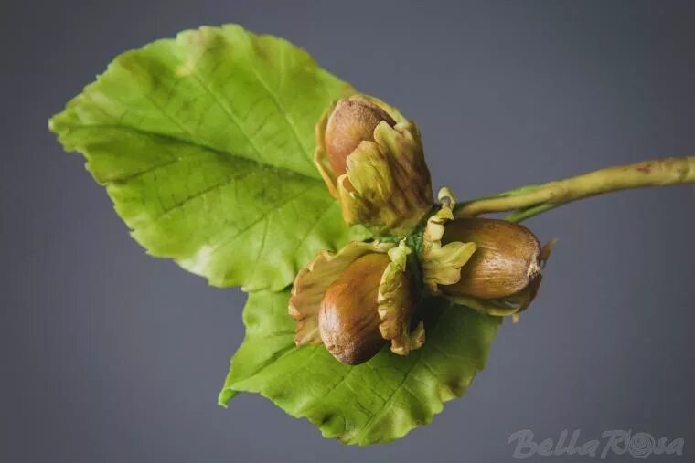 Орехи на ветке. Corylus colurna). Фундук на ветке. Лещина обыкновенная орешник лесной орех. Фундук и лесной орех дерево.