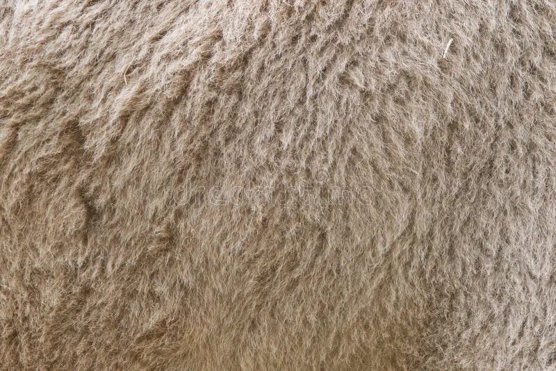 Camel шерсть. Мех верблюда. верблюжий мех. верблюжья шерсть волокно. шерсть верблюда фактура.
