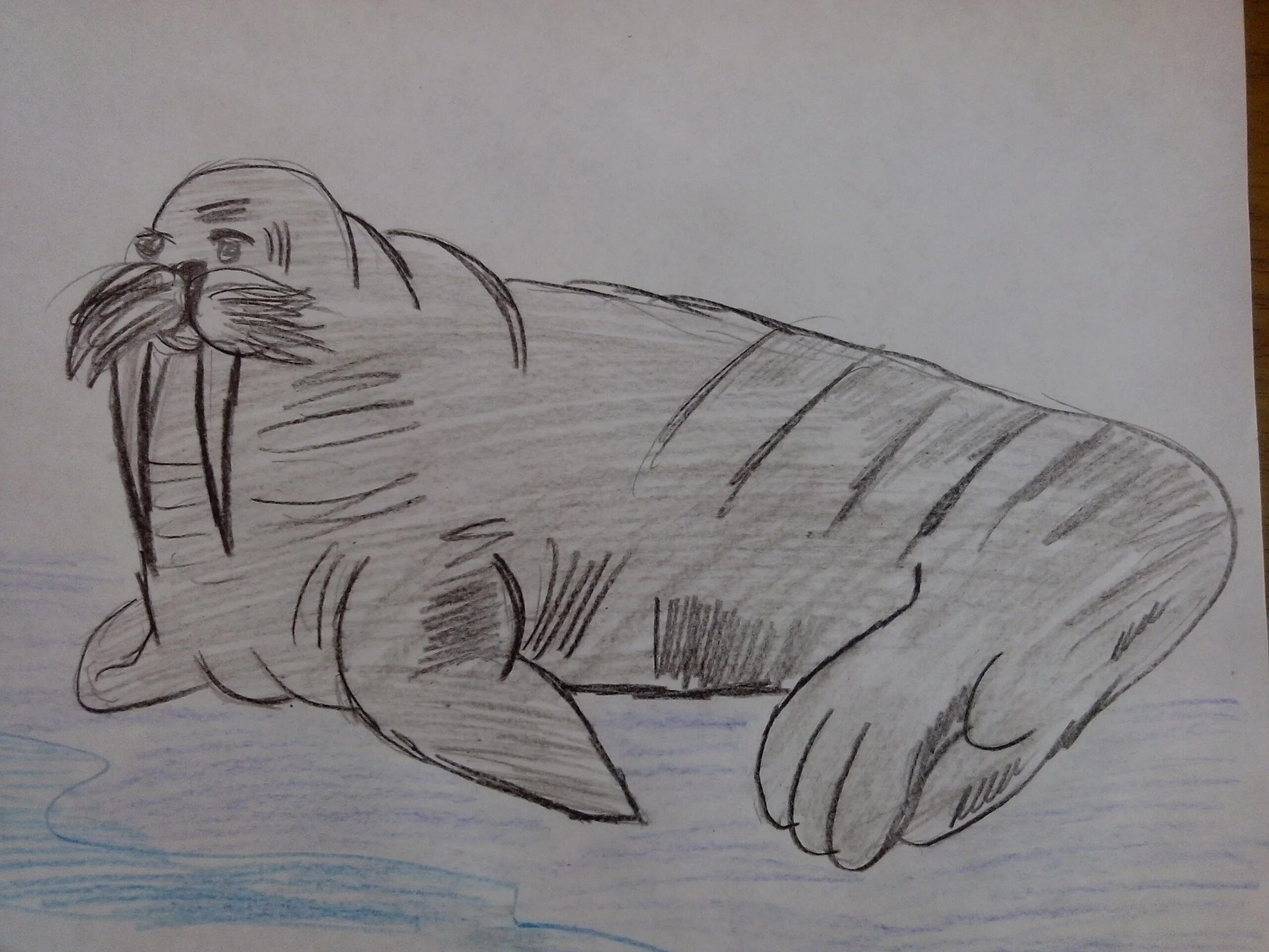 Поэтапное рисование моржа. Рисование на тему животные севера. Рисование морж. Атлантический морж. Рисование моржа в подготовительной группе.