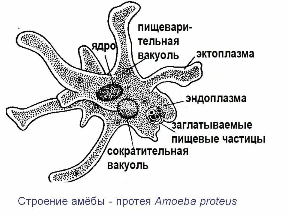 Амеба является одноклеточным