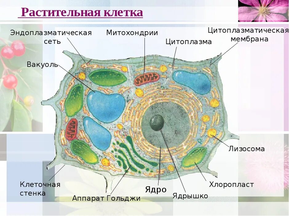 Вещества растений клеточное строение. Рисунок растительной клетки 5 класс биология. строение растительной клетки 9 класс биология. клетка по биологии 5 класс растительная клетка. строение растительной клетки 7 класс биология.