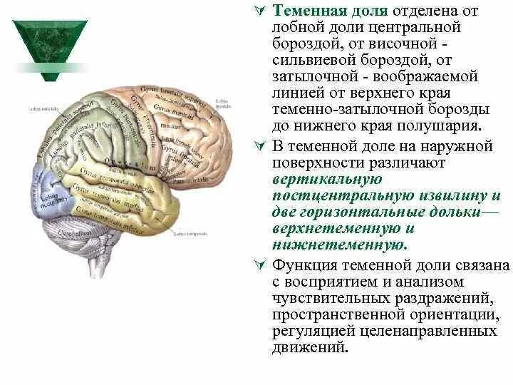 Поражение теменной доли неврология. Синдром теменной доли неврология. Анатомия теменной доли неврология. Симптомы поражения теменной доли неврология.