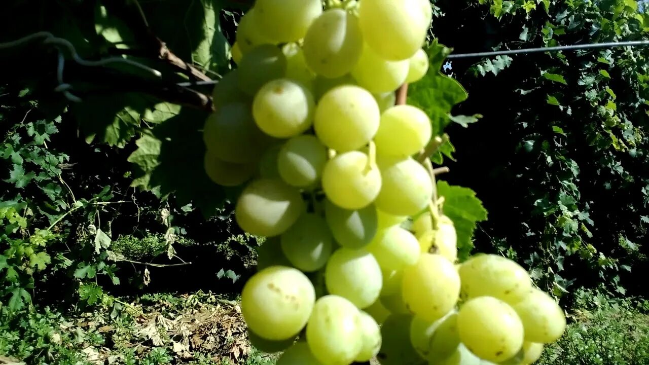 Виноград смарагд описание сорта фото отзывы Смарагд 15.08.2018 YouTube