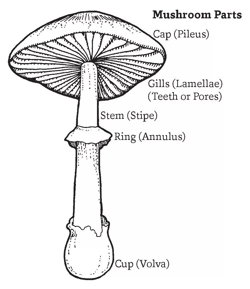 Mushroom Parts. Mushroom structure. Kinds of Mushrooms in English. Mashroom Parts. Mushroom глагол