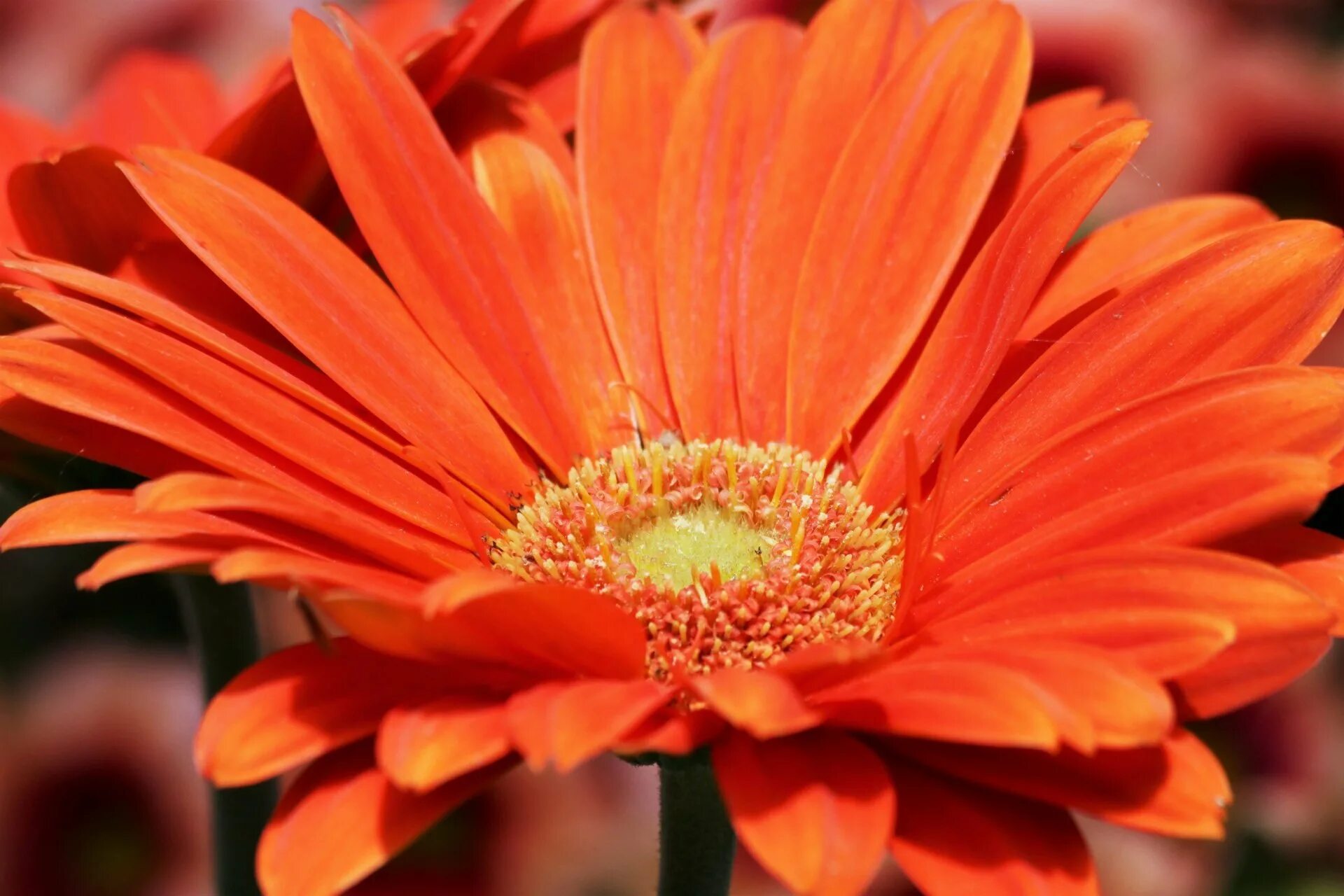 Оранжевые картинки. Гербера оранж Спрингс. Оранжевый Дейзи цветок. Orange Flower Гербера. Оранж Ромашка.