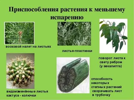 Стебель приспособление